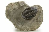 Hollardops Trilobite Fossil - Ofaten, Morocco #319944-3